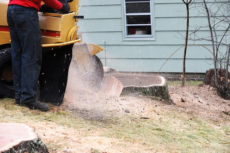 Stump Grinding Image