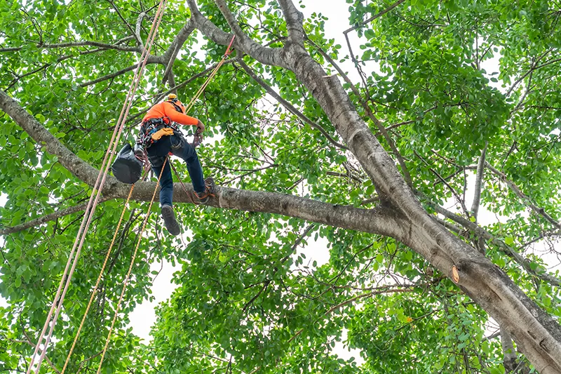 Tree removal image