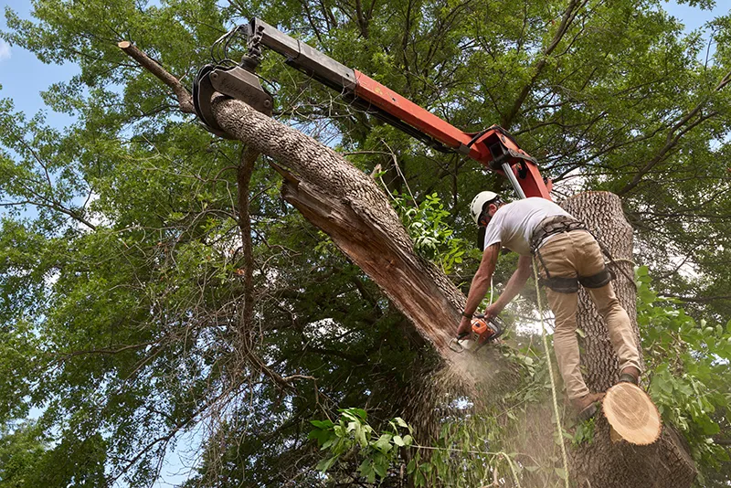 Tree trimming image
